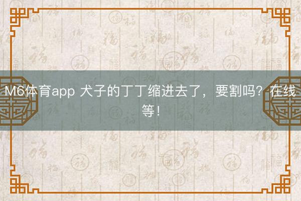 M6体育app 犬子的丁丁缩进去了，要割吗？在线等！